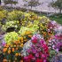 Květinový záhon letniček - jak udělat krásnou květinovou zahradu pro letní sídlo